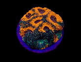Acanthastrea echinata (Ultra) (frag)